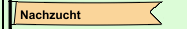 Nachzucht